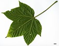 SpeciesSub: subsp. sterculiaceum